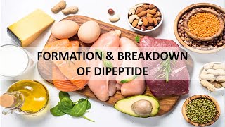 Formation and Breakdown of Dipeptide Drawing Tutorial [upl. by Presber796]