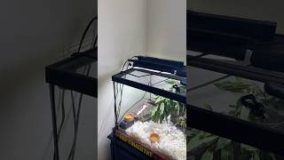 Psammophis Schokari Setup Update [upl. by Nade]