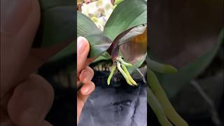 Growing orchids in plastic bottles and surprising results garden [upl. by Aldas]