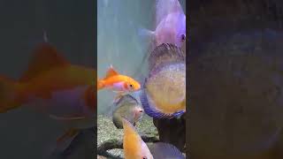 Komet ikankomet ikankoi koifish koi ikanmas fishtank ikanhiasaquarium ikanhias aquarium [upl. by Kreit]