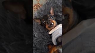 Minpins love playing music dog minpin doglover teacupdog tinydog cutedog funny [upl. by Magdaia259]