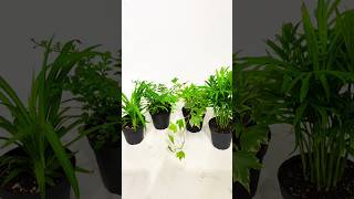 No Sunlight Need Lowest Maintenance Tips For Indoor Plant At Home indoorplants plantcare [upl. by Annabela]