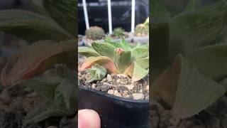 Haworthia Magnifica var Acuminata cv Grey Ghost with its new pup comes out succulent haworthia [upl. by Elyk]