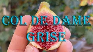 Fig Variety Review Col de Dame Grise [upl. by Anawak]