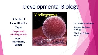 Vitellogenesis BSC PART I PAPER III BY DR LAXMI KUMARI YADAV [upl. by Lladnik]