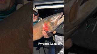 World’s Biggest Cutthroat Trout Pyramid Lake NV hugefish [upl. by Yeoj891]