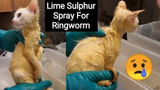 Kitten Ringworm Lime Sulfur Spray Bath [upl. by Trisha420]