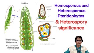 Homosporous and Heterosporous Pteriodophytes  Important 4 marks question and answer  Aruna Punna [upl. by Narut119]