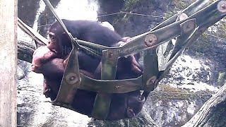 頑皮姐妹🐵🐵Chimpanzee IntelligenceWildlife Rescue StoriesFunny Animal ClipsAnimal Learning [upl. by Ed]