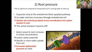 Chap 7 Part 1c  Transpiration Transpiration Pull and Xerophytes  Cambridge ALevel 9700 Biology [upl. by Wiseman821]