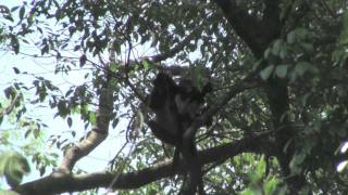 Banded leaf monkey Presbytis femoralis in Singapore Infant [upl. by Mozza]