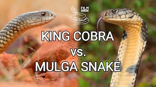 King cobra vs Mulga snake  Battle of the deadly snakes [upl. by Francis513]