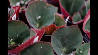 BEGONIA PROPAGATION — Ep 039 [upl. by Egan]