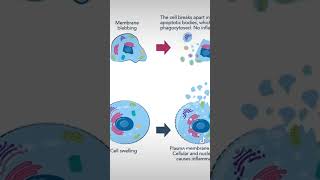 Apoptose einfach erklärt biology schule abitur lehrer [upl. by Boothman]