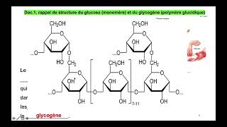 Vidéo 1 sur le chapitre 62 régulation de la glycémie partie 1 glycémie à jeun post prandiale [upl. by Donny300]