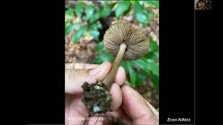 Tryptamine Fungi of North America amp New Discoveries in the Taxonomy of Psilocybin Mushrooms [upl. by Brainard]