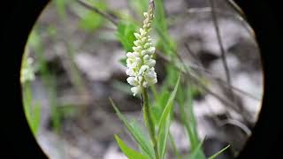 Polygala senega Seneca Snakeroot [upl. by Odawa]