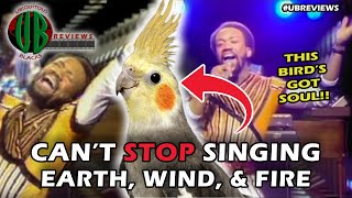 Pet Bird Cant Stop Singing September by Earth Wind amp Fire  UBreviews Cockatiel [upl. by Richelle]