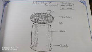 Drawing METRIDIUM in easy stepssameerarts Metridium zoology intermediate practical record [upl. by Renate]