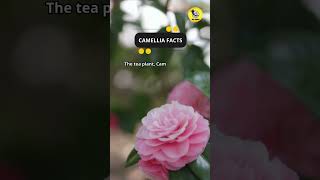 Camellia Facts shorts facts camellia [upl. by Eilzel761]