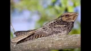 Nightjars [upl. by Josepha]