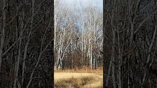 Hawk flying right in front of us while hunting coyotes [upl. by Lertnahs]