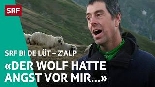 Wolfsangriff kurz vor Alpabzug – Joshuas Angst wird wahr  ZAlp – SRF bi de Lüt  2024 – 44  SRF [upl. by Jeane]