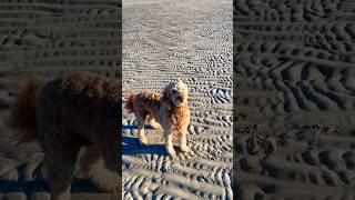 Tessie loves a nice fall day at the sandbar [upl. by Nivre]