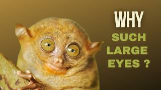 Why do tarsiers have such large eyes [upl. by Nikolia]