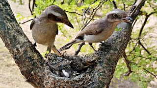 Woodbird babies sleeping while parents sitting above them BirdPlusAnimals [upl. by Noerb714]