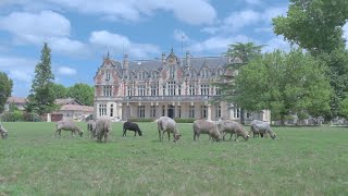 Estates of Bordeaux A Grazy Day at Cantenac Brown [upl. by Crane]