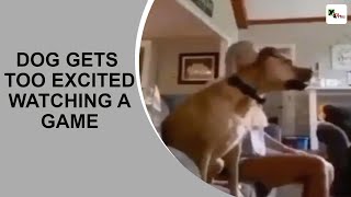 WATCH Dog gets too excited while watching a game viral video has a hilarious ending [upl. by Hoxsie]