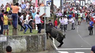 Concurso Ganadarias JAF EG HF JG  São Brás 23Ago2023  Ilha Terceira  Açores [upl. by Eenar]