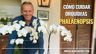 Cómo cuidar mi orquídea Phalaenopsis [upl. by Kwang]