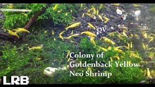 QV Colony of Golden Back Yellow Neocaridina Freshwater Ornamental Shrimp [upl. by Morra995]