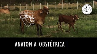 Anatomia obstétrica veterinária [upl. by Lidia]