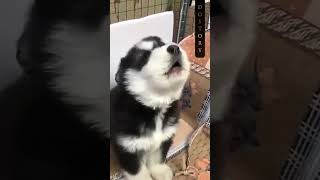 quotThis Puppy’s Howling Practice is Too Cutequot [upl. by Marge675]