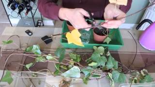 Propagating Ivy  Stem Cuttings [upl. by Htebzil977]