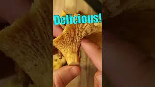 Eating Wild Mushrooms 🍄 Chanterelle Foraging amp Cooking [upl. by Daniela]