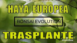 Haya Europea  FAGUS SYLVATICA  trasplante a maceta de cultivo [upl. by Sheppard]