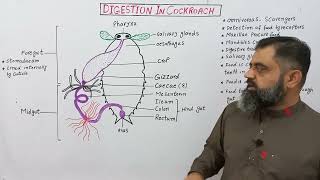 Digestion In Cockroach UrduHindi Medium profmasoodfuzaildigestionininsects [upl. by Ullman]