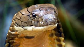 Snake Beauty 12  Malaysian King Cobra [upl. by Kcirred629]