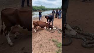 man tries to remove snake attacking injured cow [upl. by Kaz]