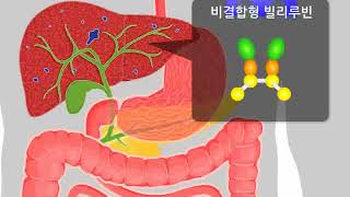 빌리루빈의 대사 과정 [upl. by Phillida355]