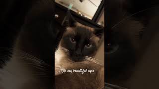 cat eyes human vision shortvideo siamese [upl. by Sauls]