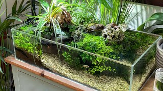 Super Low Tech Shallow 5 gallon Aquascape  NO FILTER [upl. by Behl]