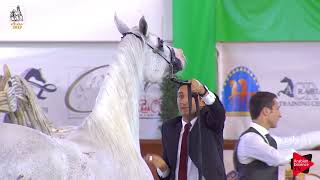 Italian Nationals 2019  Senior Mares Championship [upl. by Lorena620]