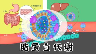 漫画生物化学 【脂蛋白代谢】CM、VLDL、IDL、LDL、HDL鉴别和代谢全过程 [upl. by Redwine]