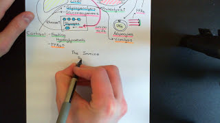 The HypothalamicPituitaryAdrenal Axis Part 5 [upl. by Einafets]