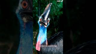 ​Cassowary bird attack human [upl. by Acinot]